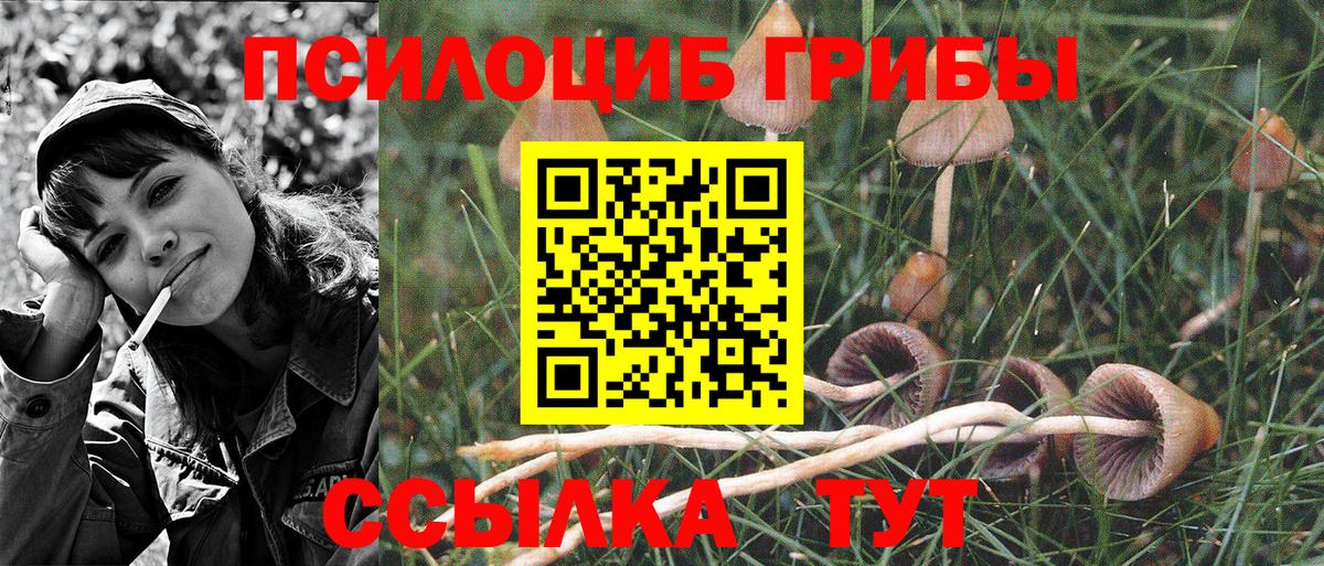 Кунгур  Псилоцибиновые грибы GOLDEN TEACHER  что такое наркотик  Вход с VPN 
